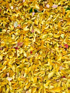 Fall nature leaf