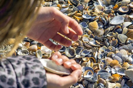 Hand many snails