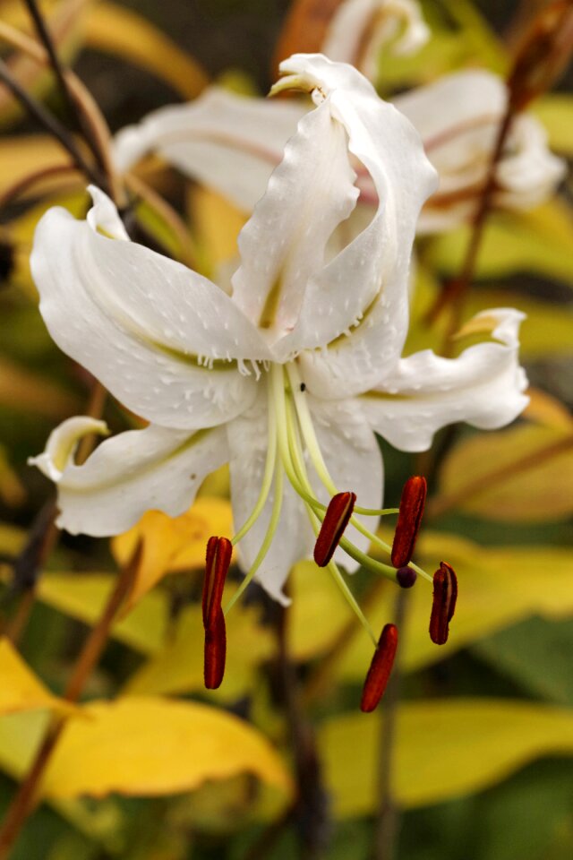 Lilium speciosum album white lily onion plant