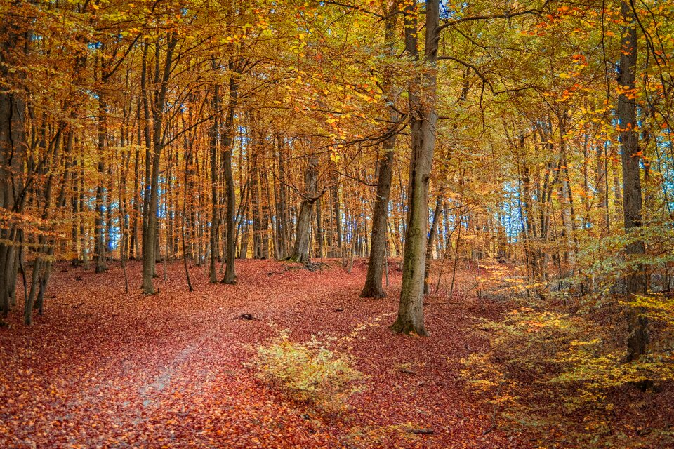 Away leaves landscape