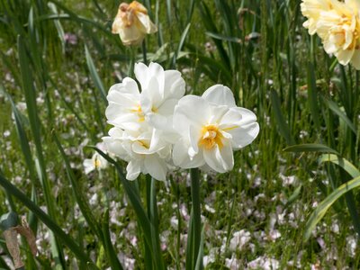 Nature summer flower summer plant photo