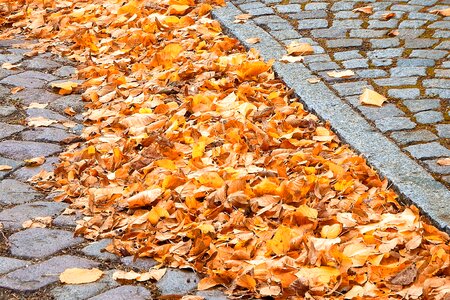 Leaves autumn paving stones