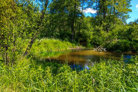 River tree nature photo