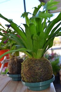 Kokedama florist spring