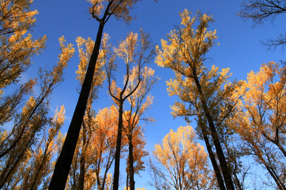 Autumn nature sky
