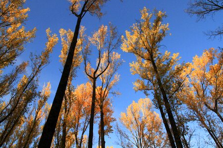 Autumn nature sky photo