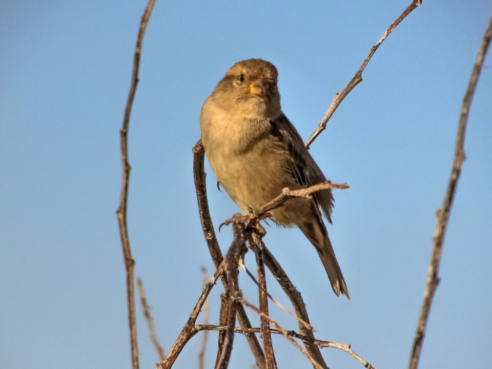 Tree wildlife ornithology