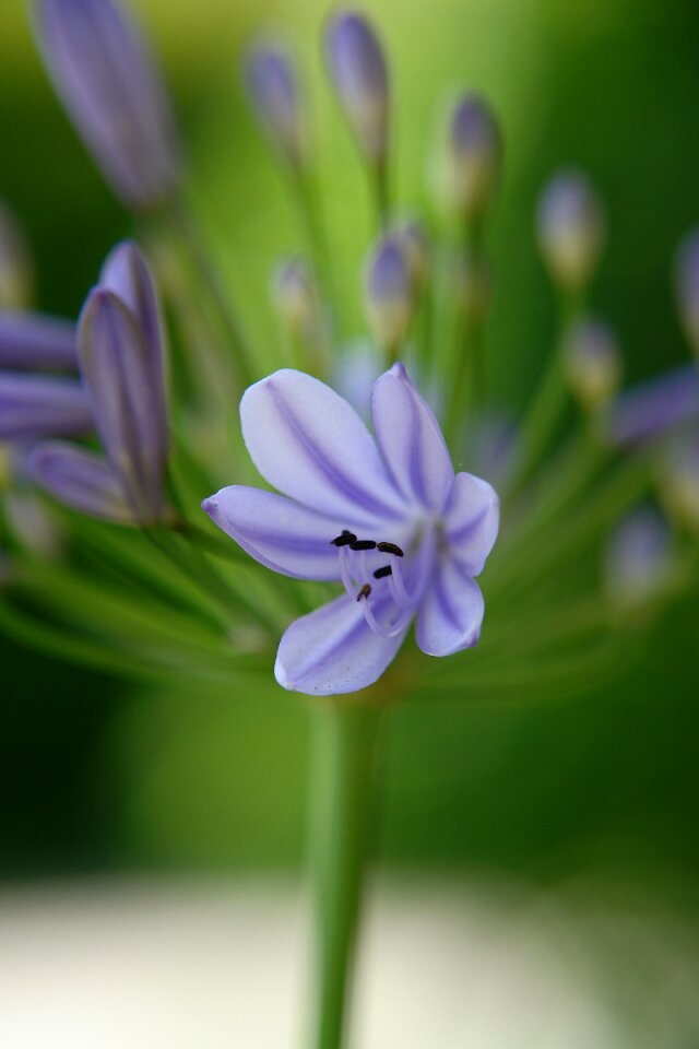 Bloom plant garden photo