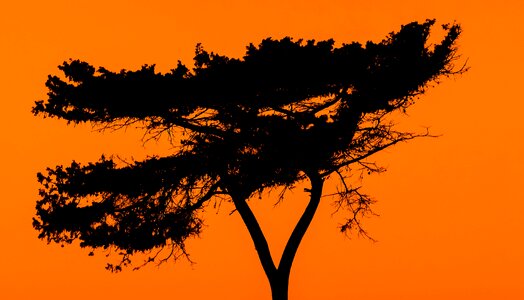 Nature sunset orange photo