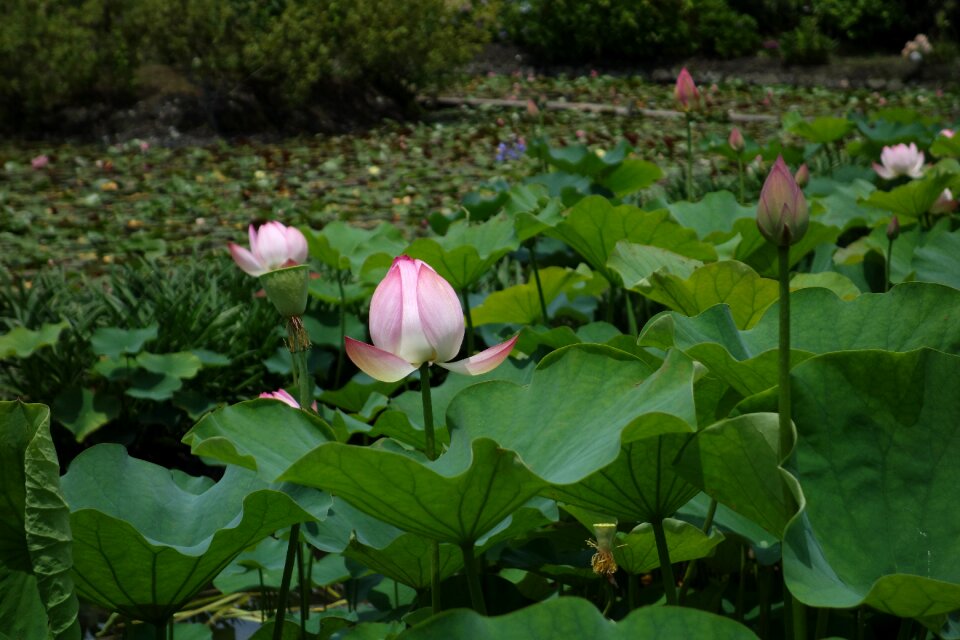 Spring lotus park