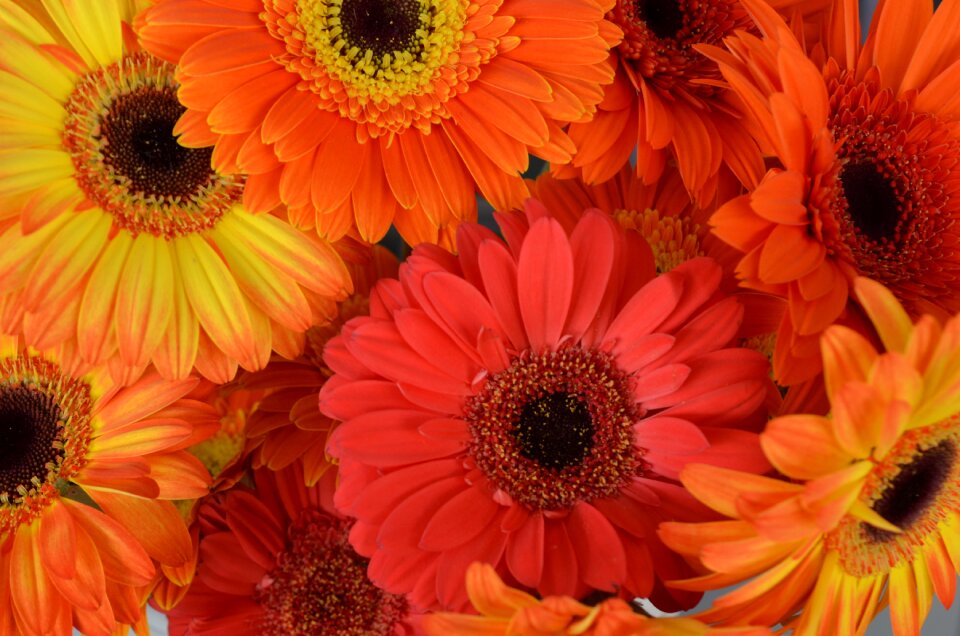 Florist spring orange