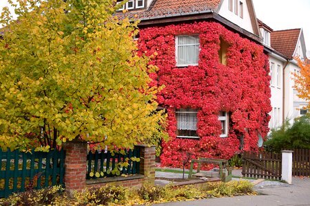 Autumn red leaves october
