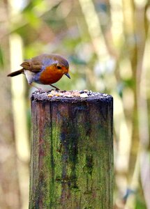 Red small erithacus