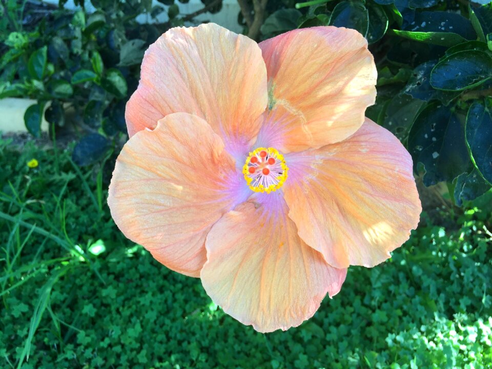 Bloom tropical pink