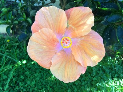 Bloom tropical pink