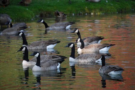 Wild geese on pond photo