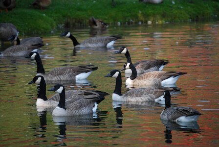Wild geese on pond
