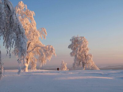 Winter snow trees photo