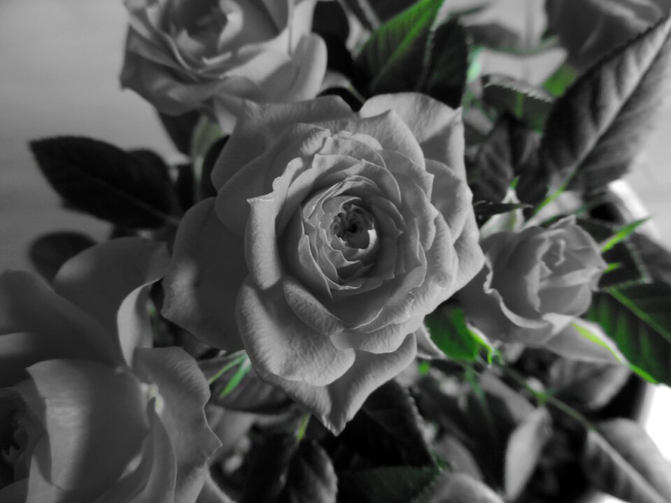 Love bouquet of roses birthday bouquet