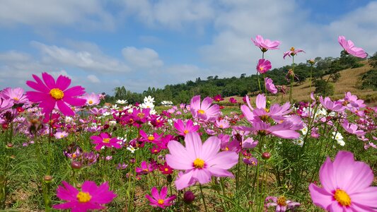 Pink meadow cosmos photo