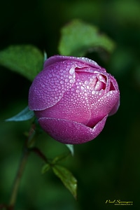 Red plant flower photo