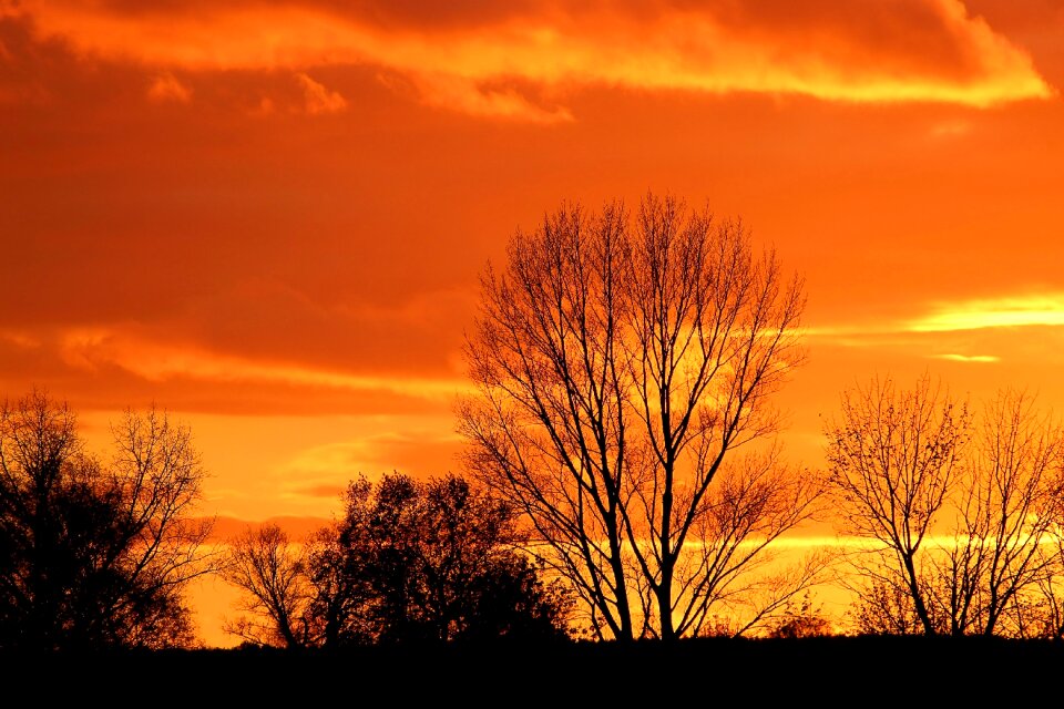 Trees silhuette abendstimmung