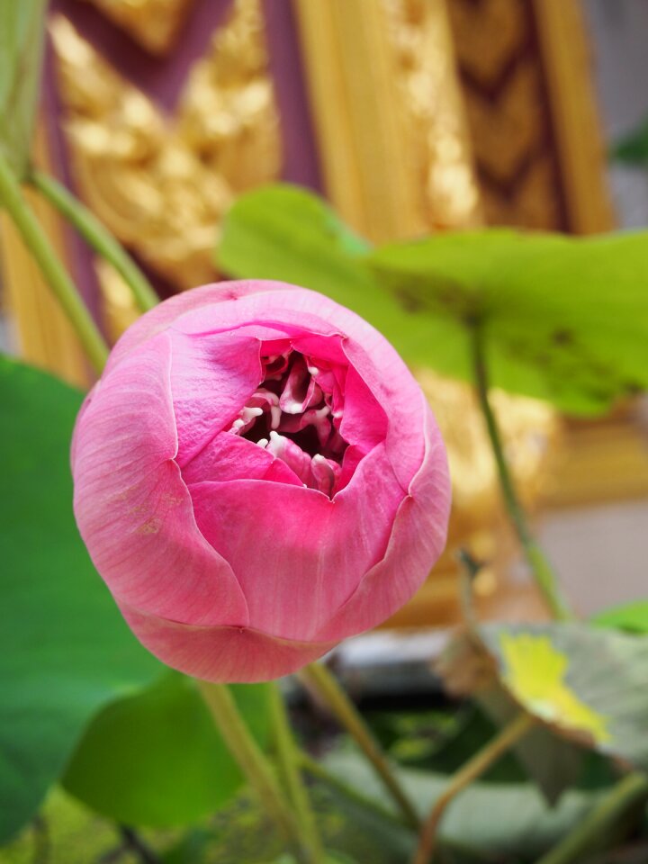 Pink garden nature