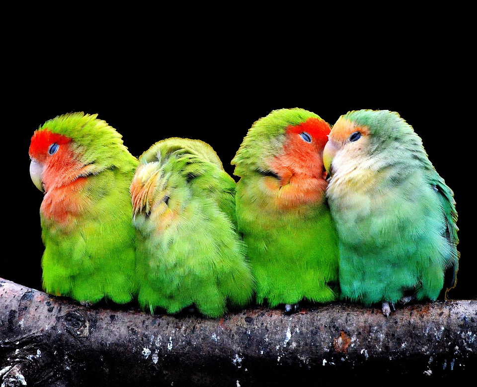 Nature animal world colorful