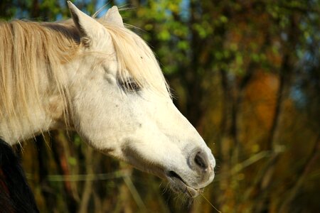 Horse head pasture coupling