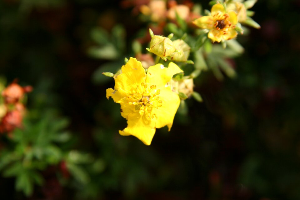 Yellow flower plant