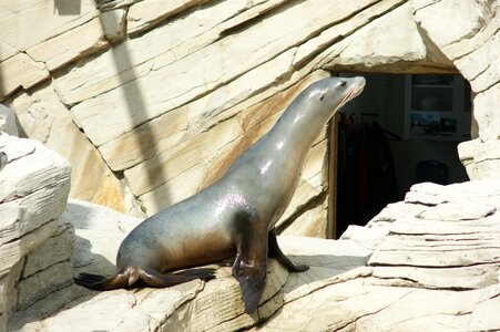 Zoo meeresbewohner nature