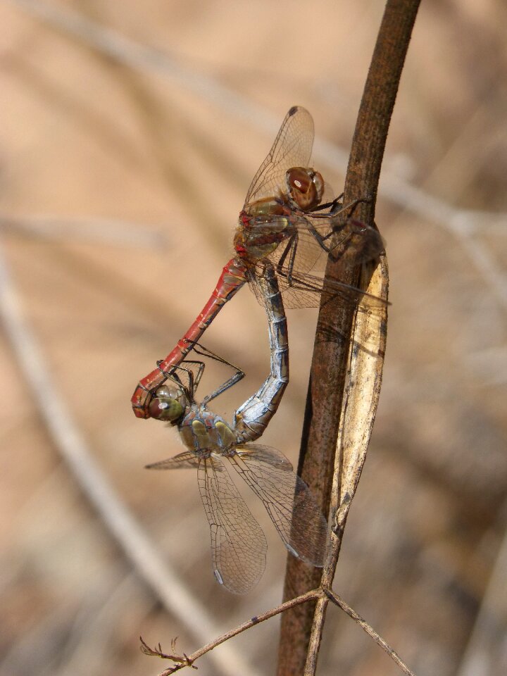 Insects mating mating branch