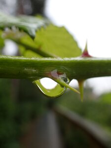 Rose dew
