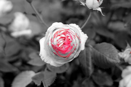 Plant pink embroidery
