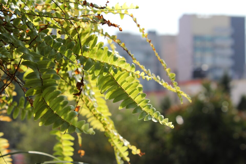 Green flowers nature