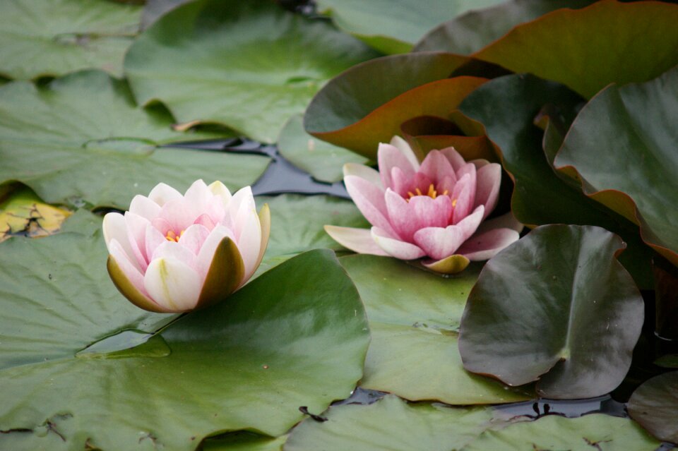 Pools water flower
