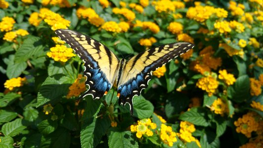 Insect nature summer
