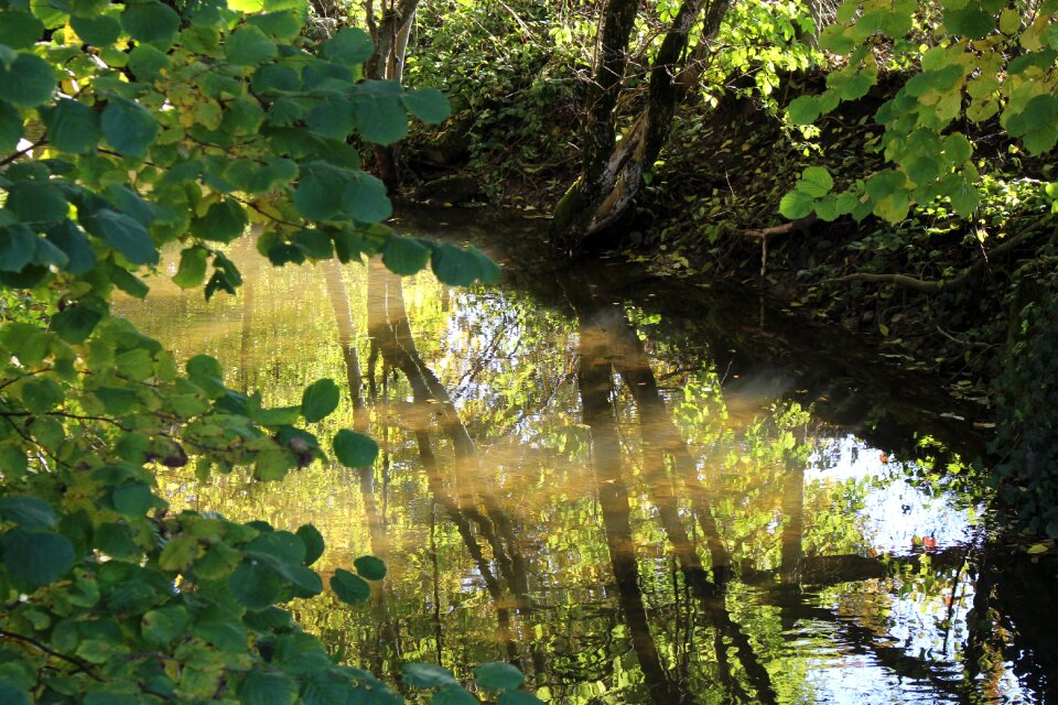 Reflection forest water surface