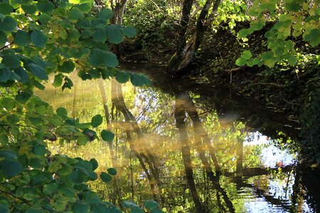 Reflection forest water surface photo
