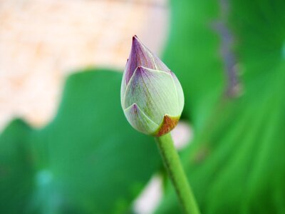 Pink lotus flower photo