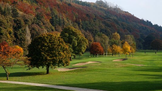 Autumn trees