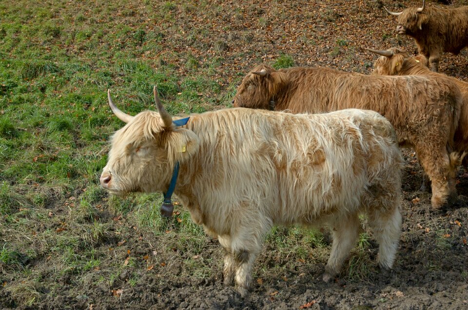 Shaggy horns scottish hochlandrind