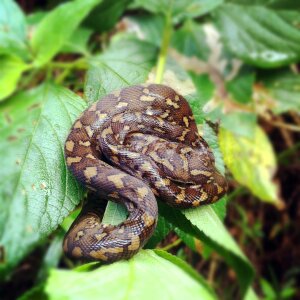 Animal reptile wildlife