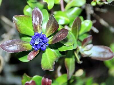 Violet exotic flower wild flower photo