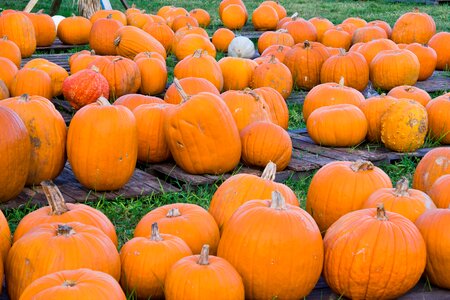 Fall autumn orange photo