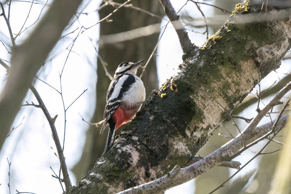 Woodpecker natural major