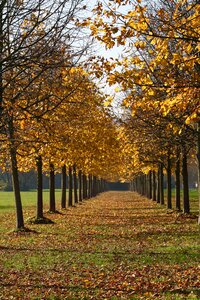 Colors yellow tree photo