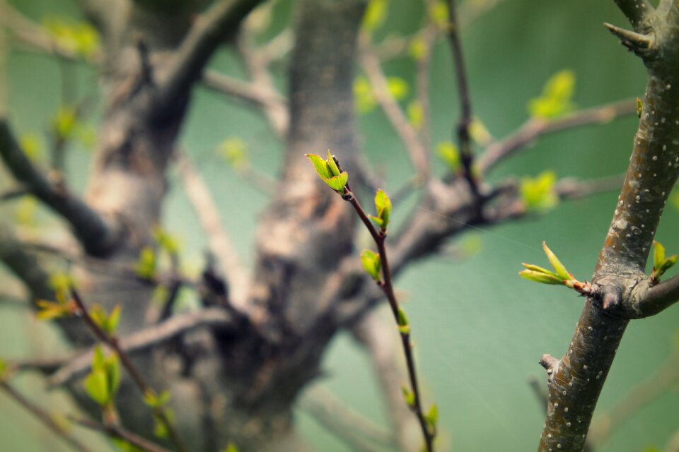 Plant tree foliage