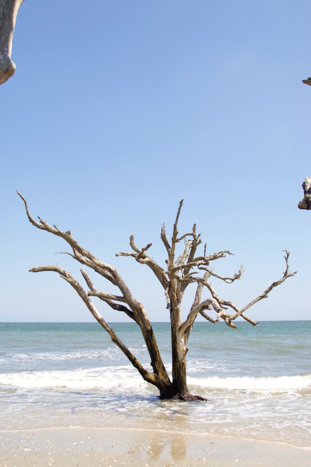 Carolina salt tree
