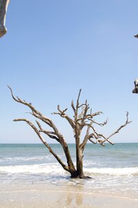 Carolina salt tree